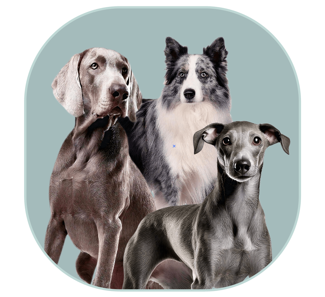 What colors match gray fur dog